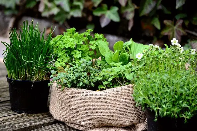 Herb Garden