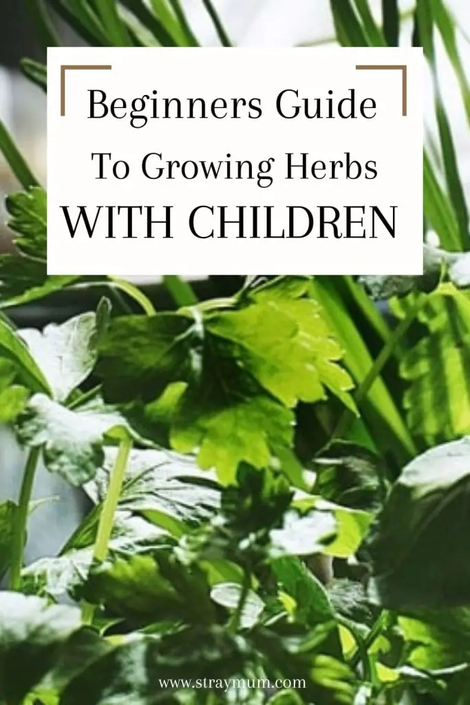 Beginners Guide to Growing Herbs with Children