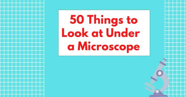 50 Awesome Everyday Objects to Look at Under A Microscope