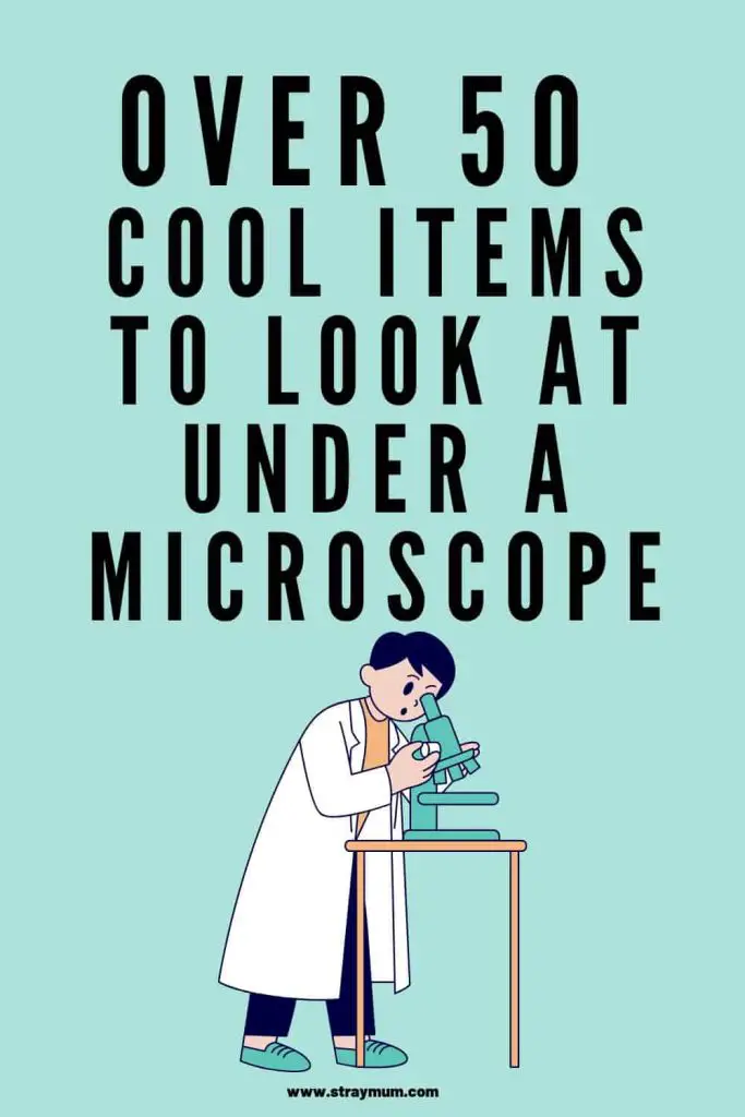 everyday items to look at under a microscope