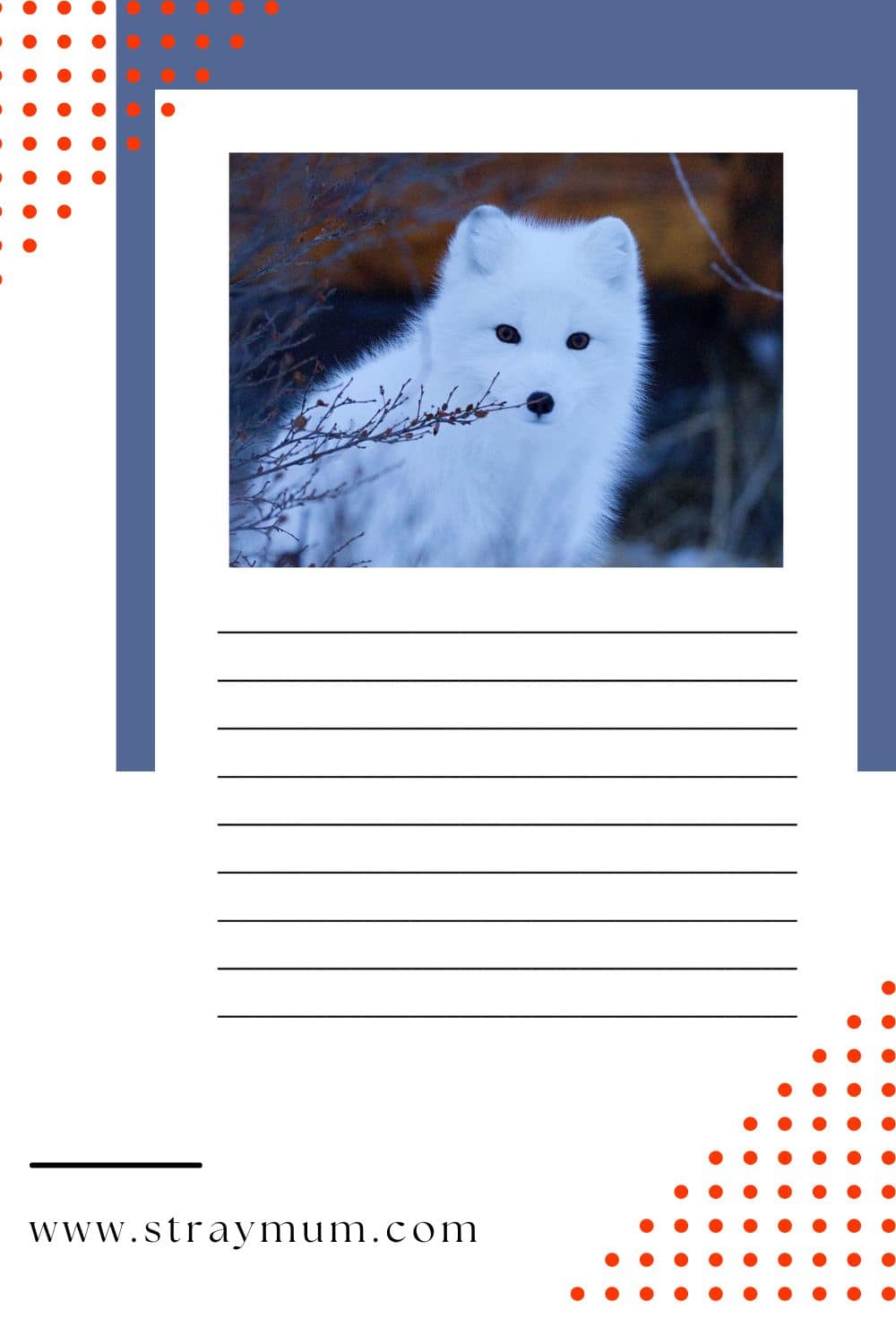 Arctic Foxes - Cool Facts And Free Printable - Stray Mum