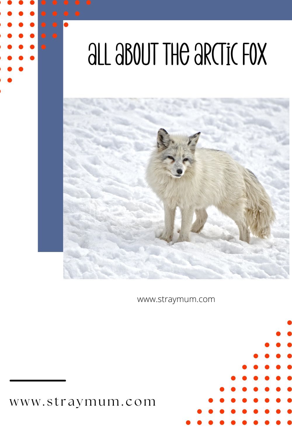 Arctic Foxes - Cool Facts And Free Printable - Stray Mum