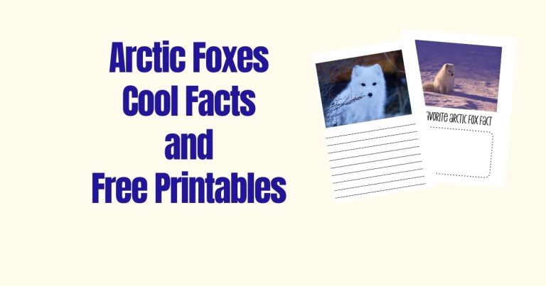 Arctic Foxes – Cool Facts And Free Printable
