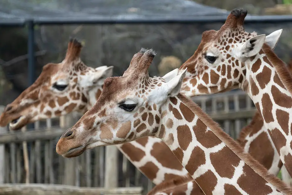 Immerse yourself in the boundless beauty and fascinating intricacies of the African Savanna, a captivating biome that stretches across 27 countries.